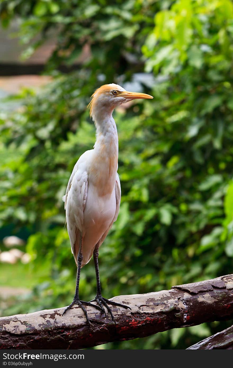 White cattle egret bird ona fence