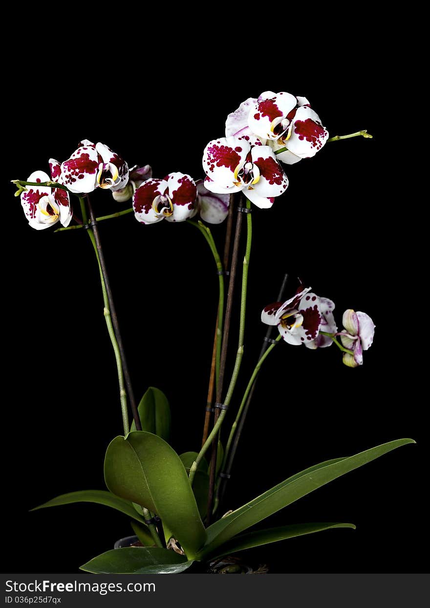 Beautiful orchids, isolated on black