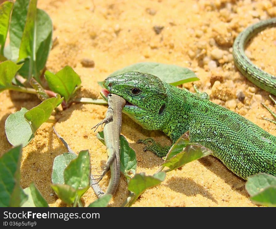 The Big Lizard Eats A Small Lizard