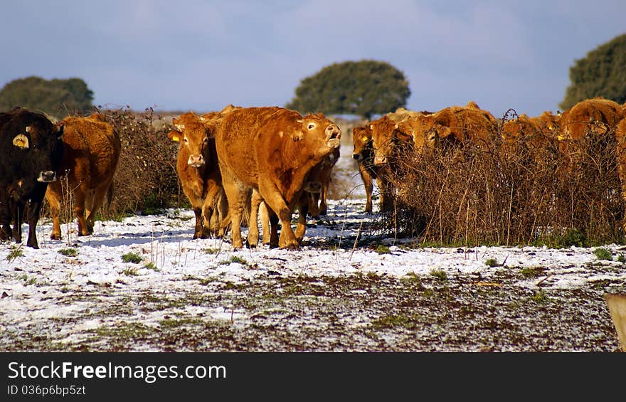 Herd of cows