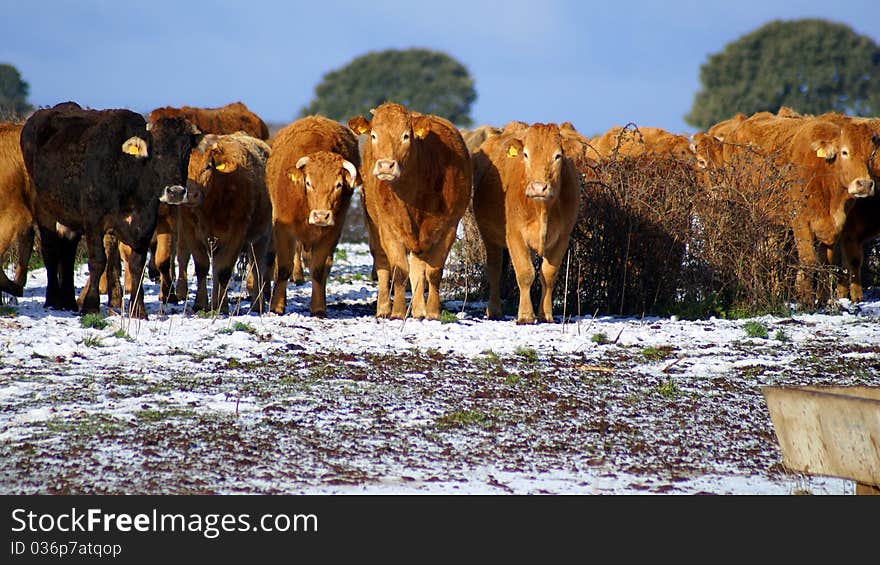 A herd of cows moving in the snowy terrain