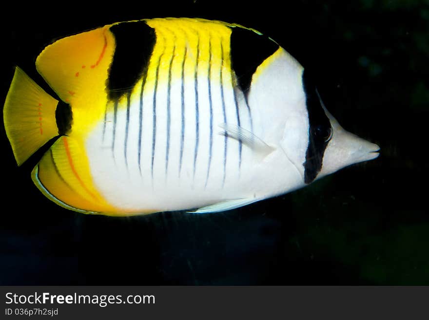 Blackwedged Butterflyfish (Chaetodon falcula)