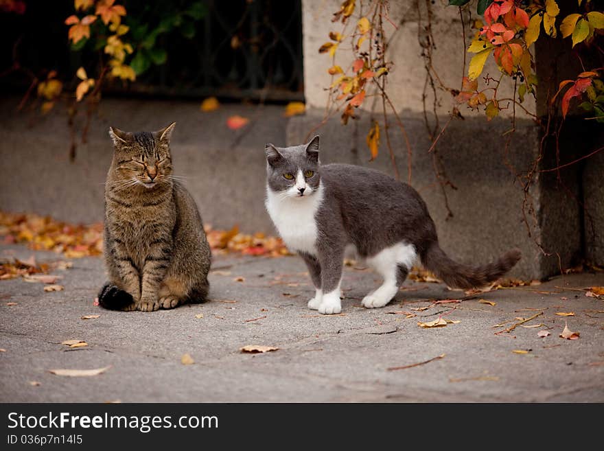 Cat and cat in the street