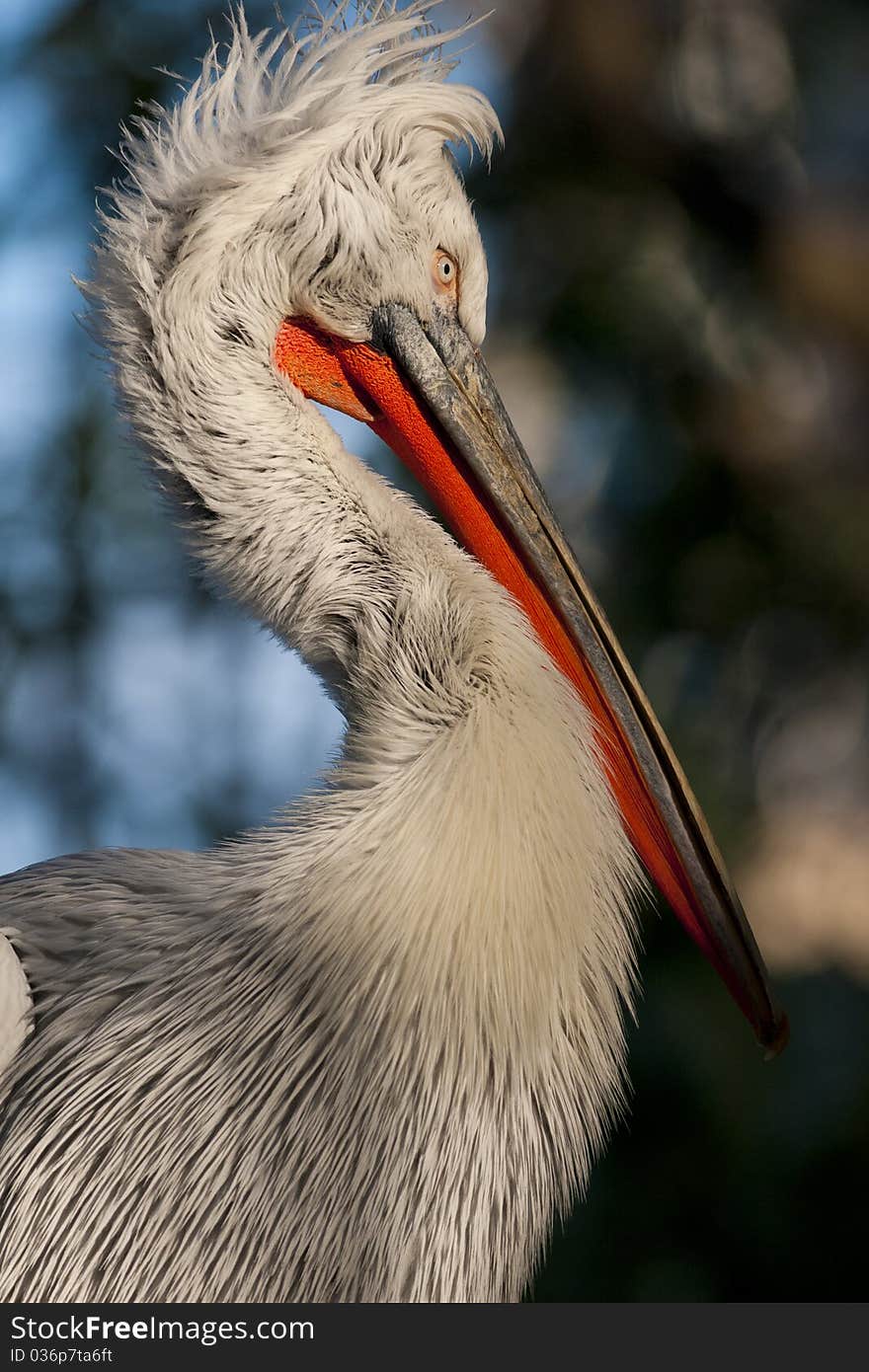 Dalmatian Pelican (Pelecanus crispus) Portrait. Dalmatian Pelican (Pelecanus crispus) Portrait