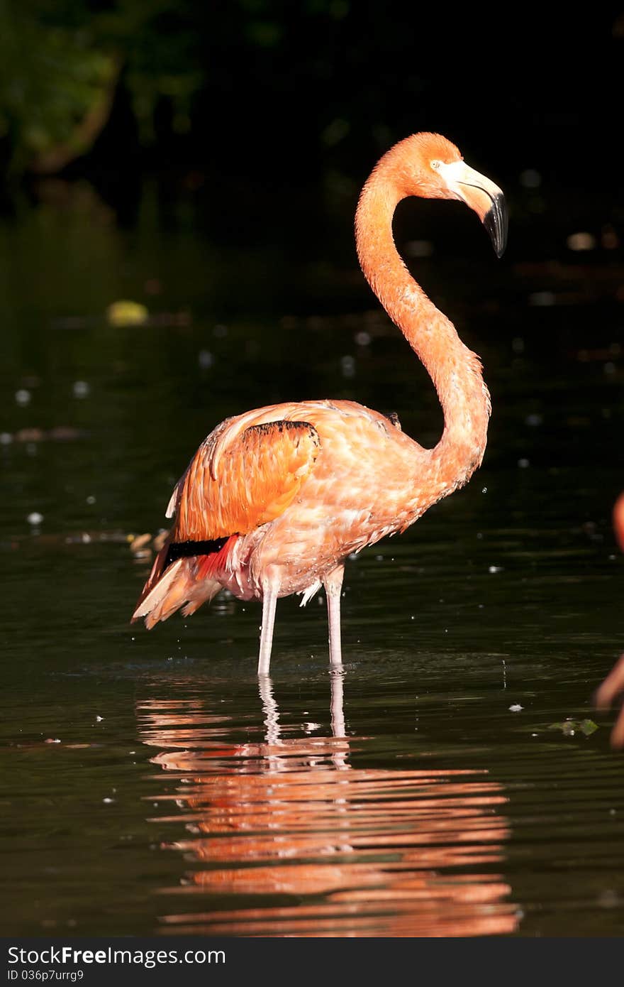 Pink Flamingo Standing