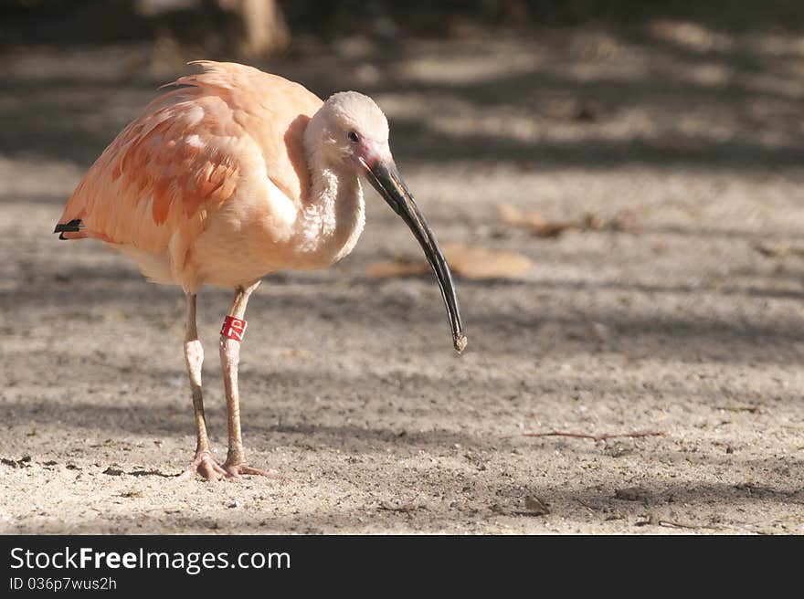 Pink or Scarlet Ibis