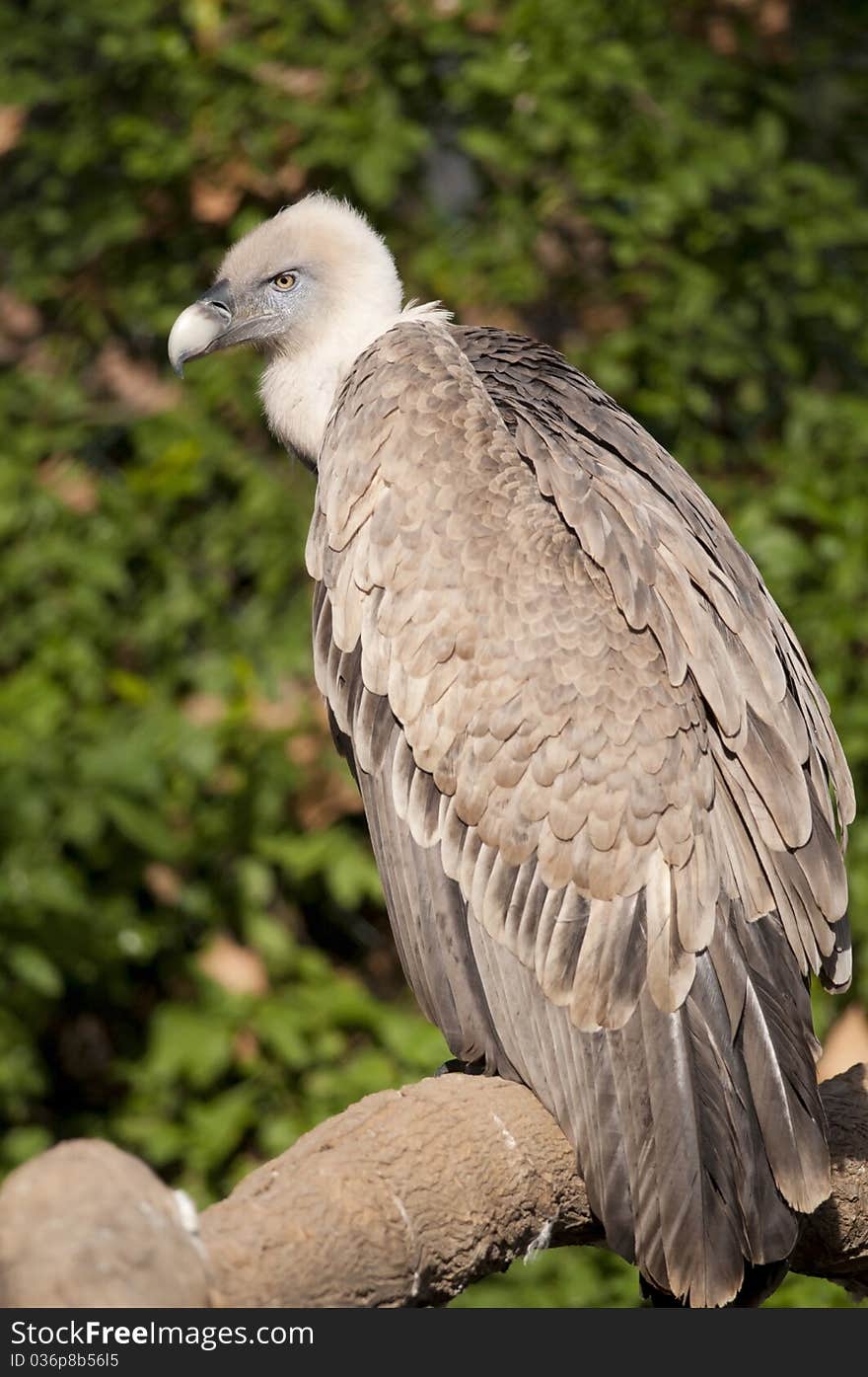 Griffon Vulture On A Branch