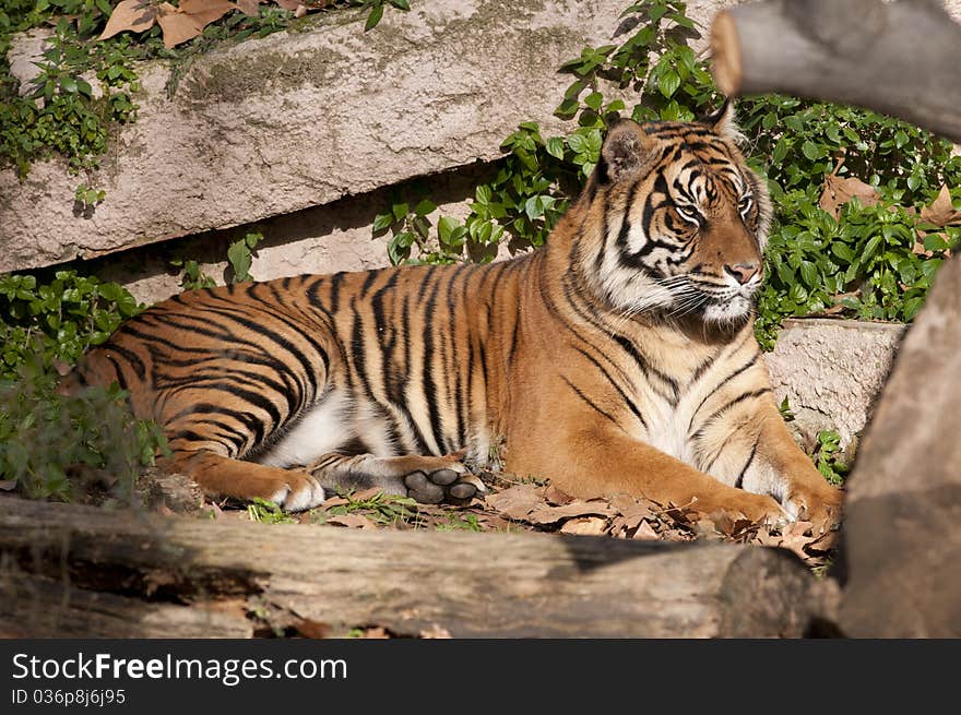 Tiger Resting