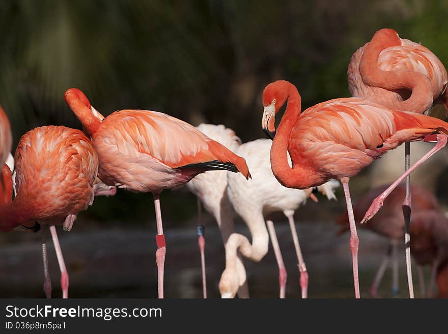 Pink Flamingos Flock