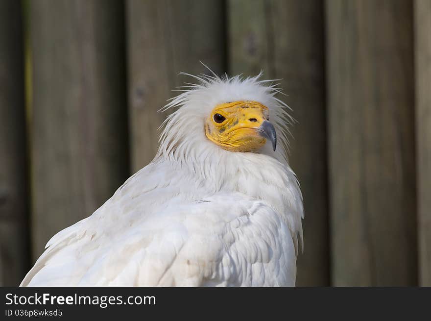 Egyptian Vulture portrait