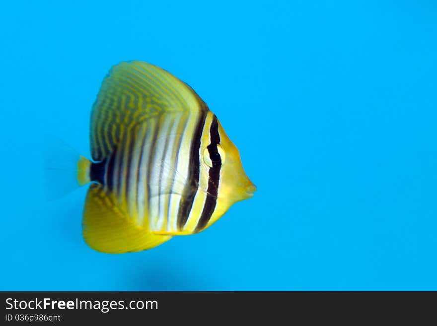 Desjardin s Sailfin or Red Sea Sailfin Tang