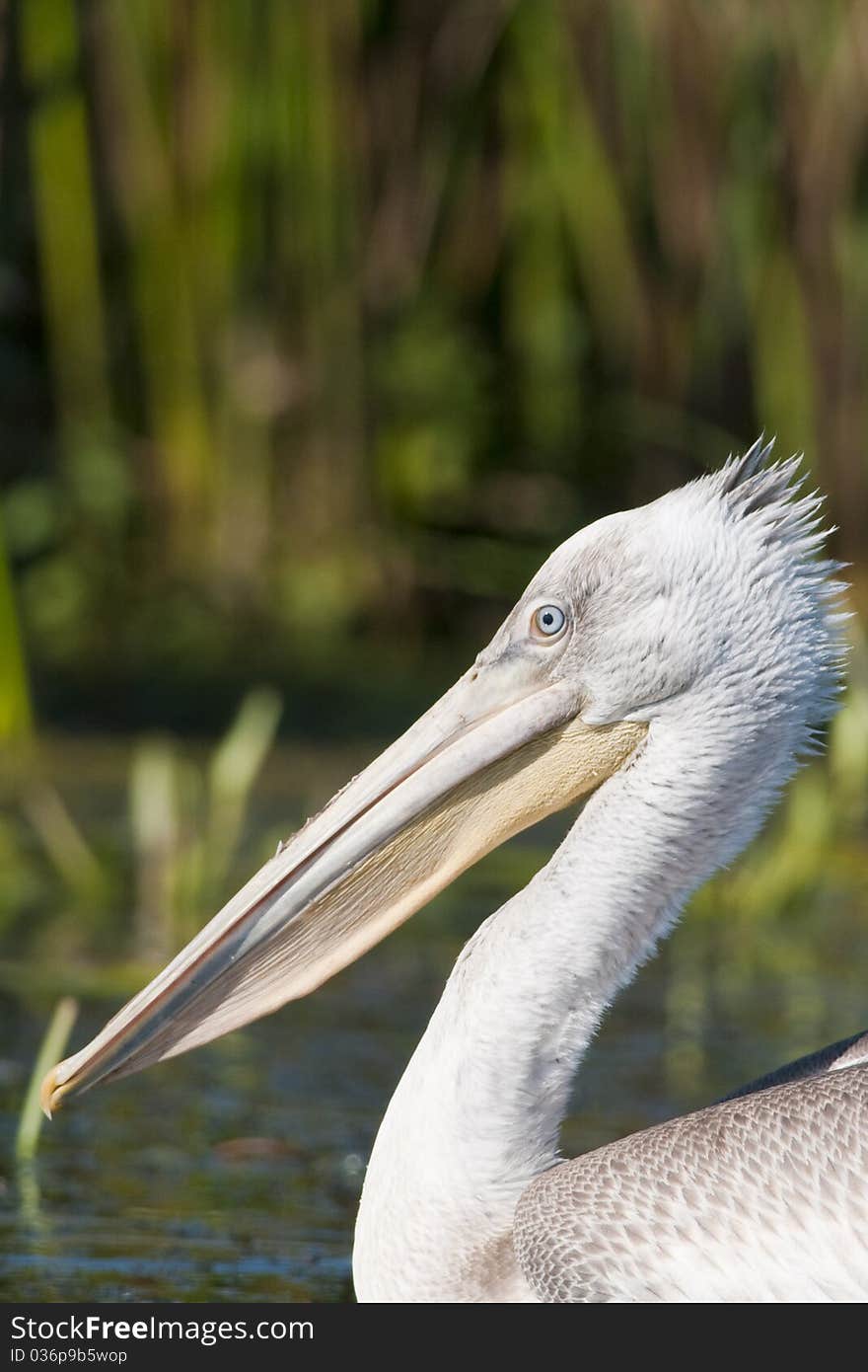 Dalmatian Pelican Portrait in Danube Delta