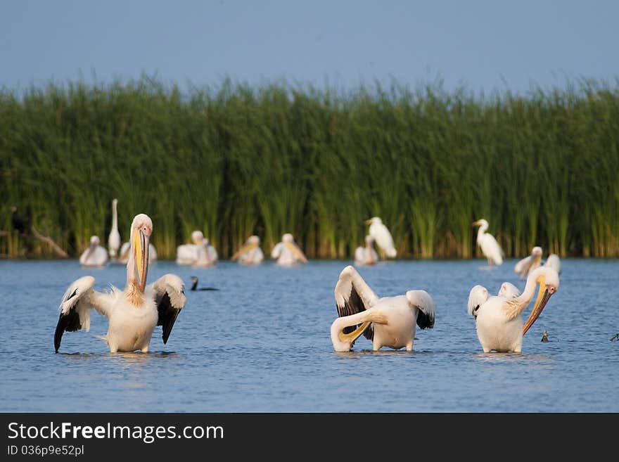 White Pelicans