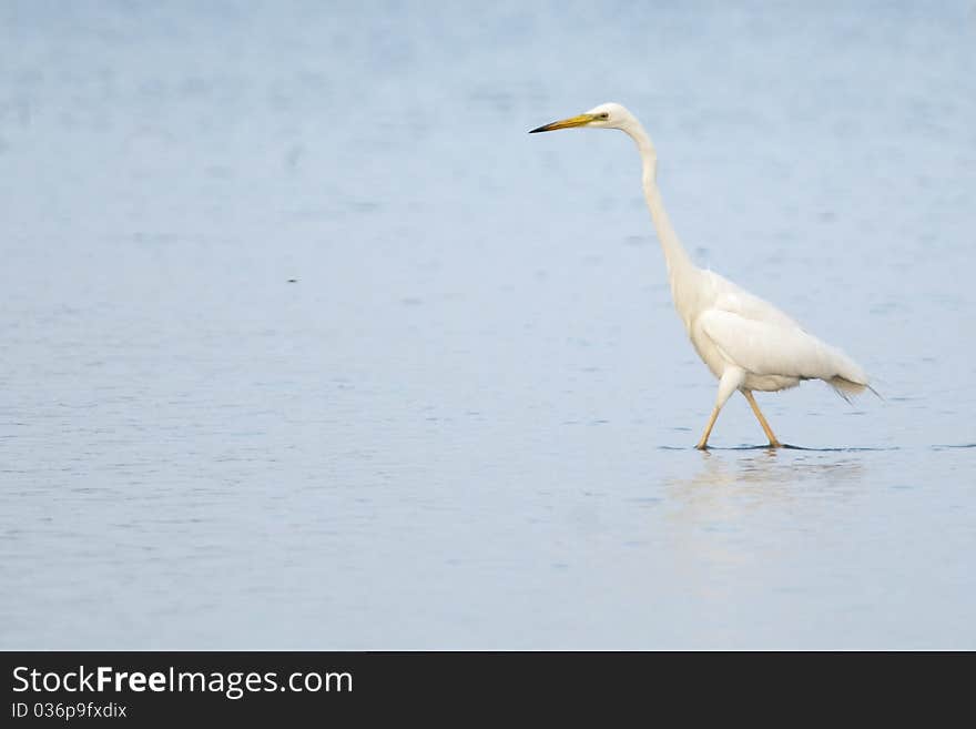 Great White Egret