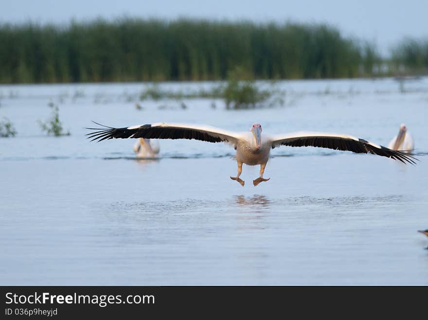 White Pelican Landing