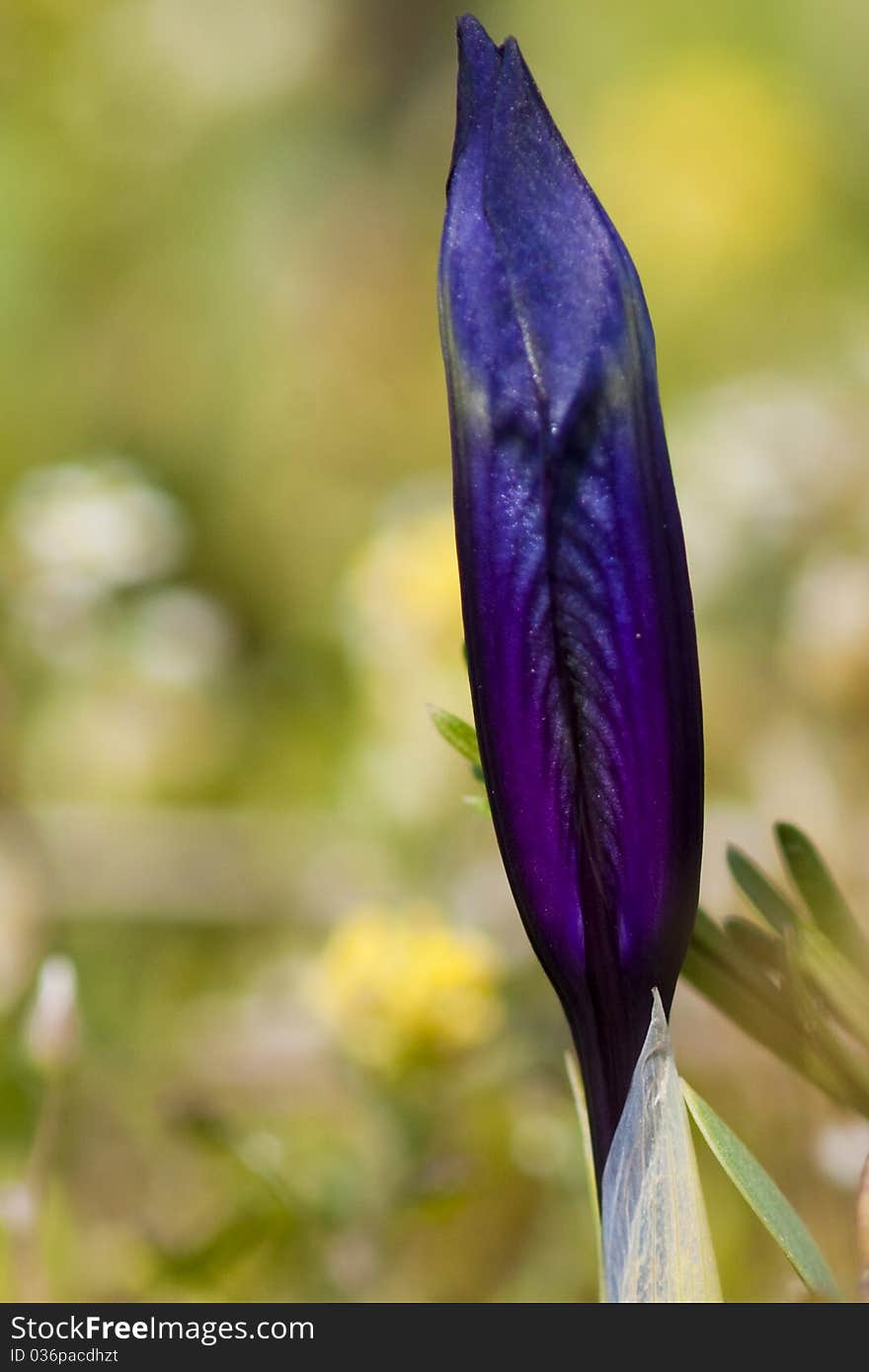 Dwarf Iris Blue Bloom