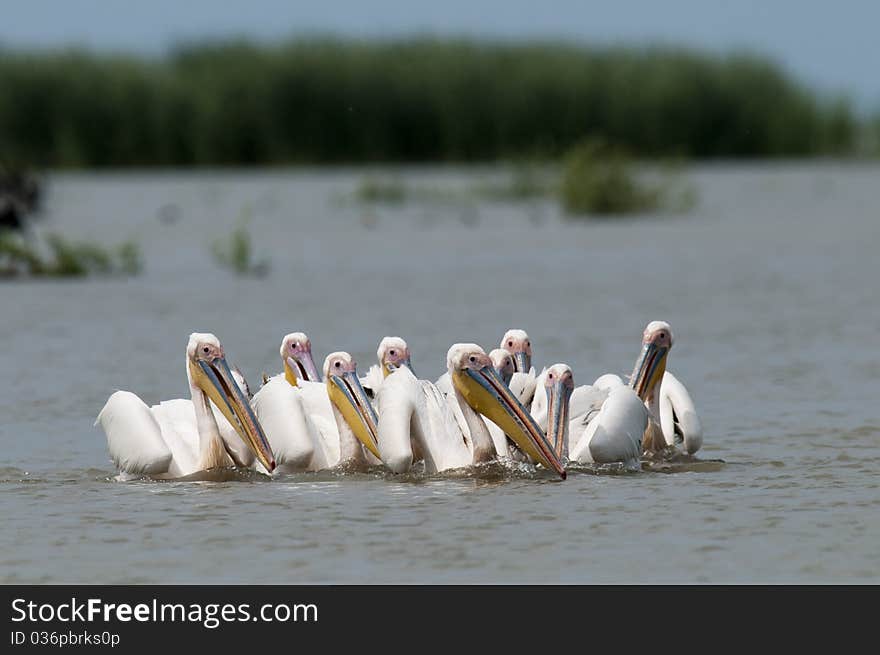 White Pelican on water in Danube Delta