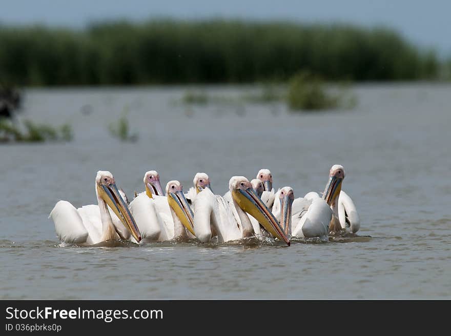 White Pelican