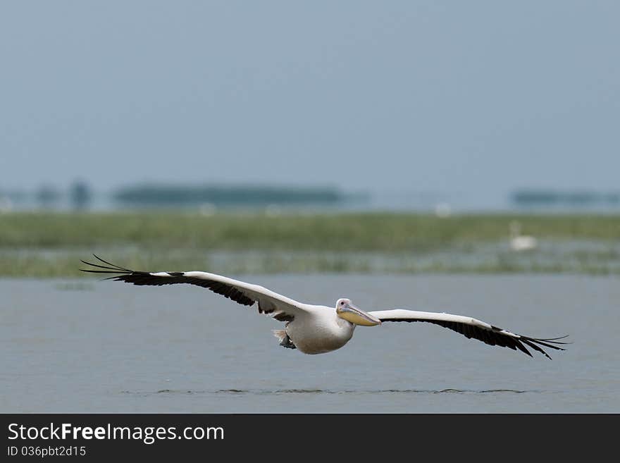 White Pelican in Flight