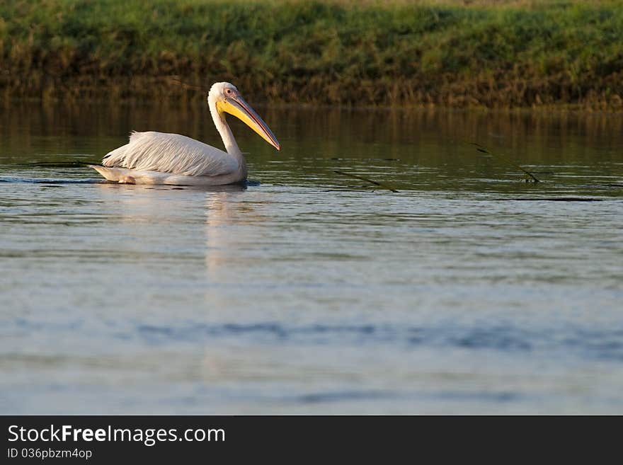 White Pelican in Danube Delta