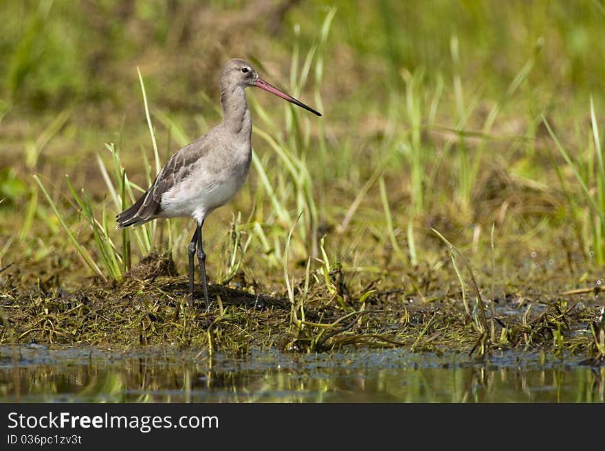 Black Tailed Godwit