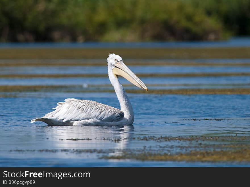 Dalmatian Pelican on water