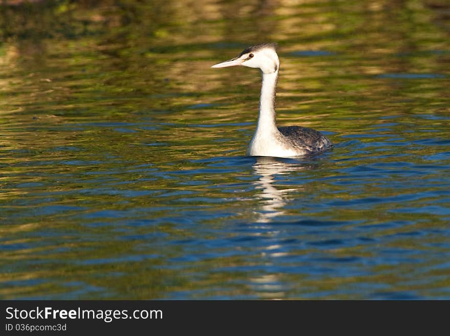 Great Crested Grebe, juvenile