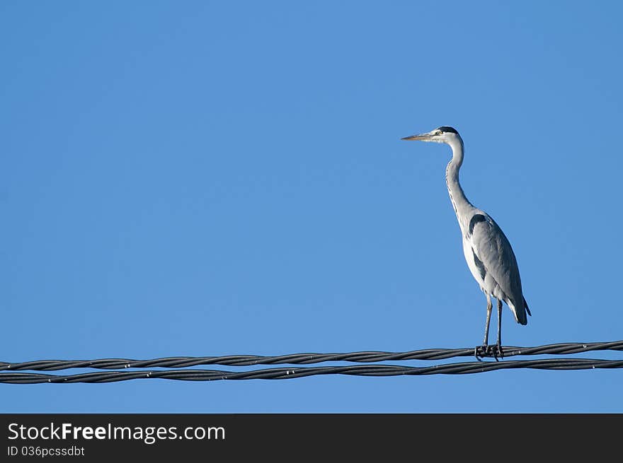 Grey Heron