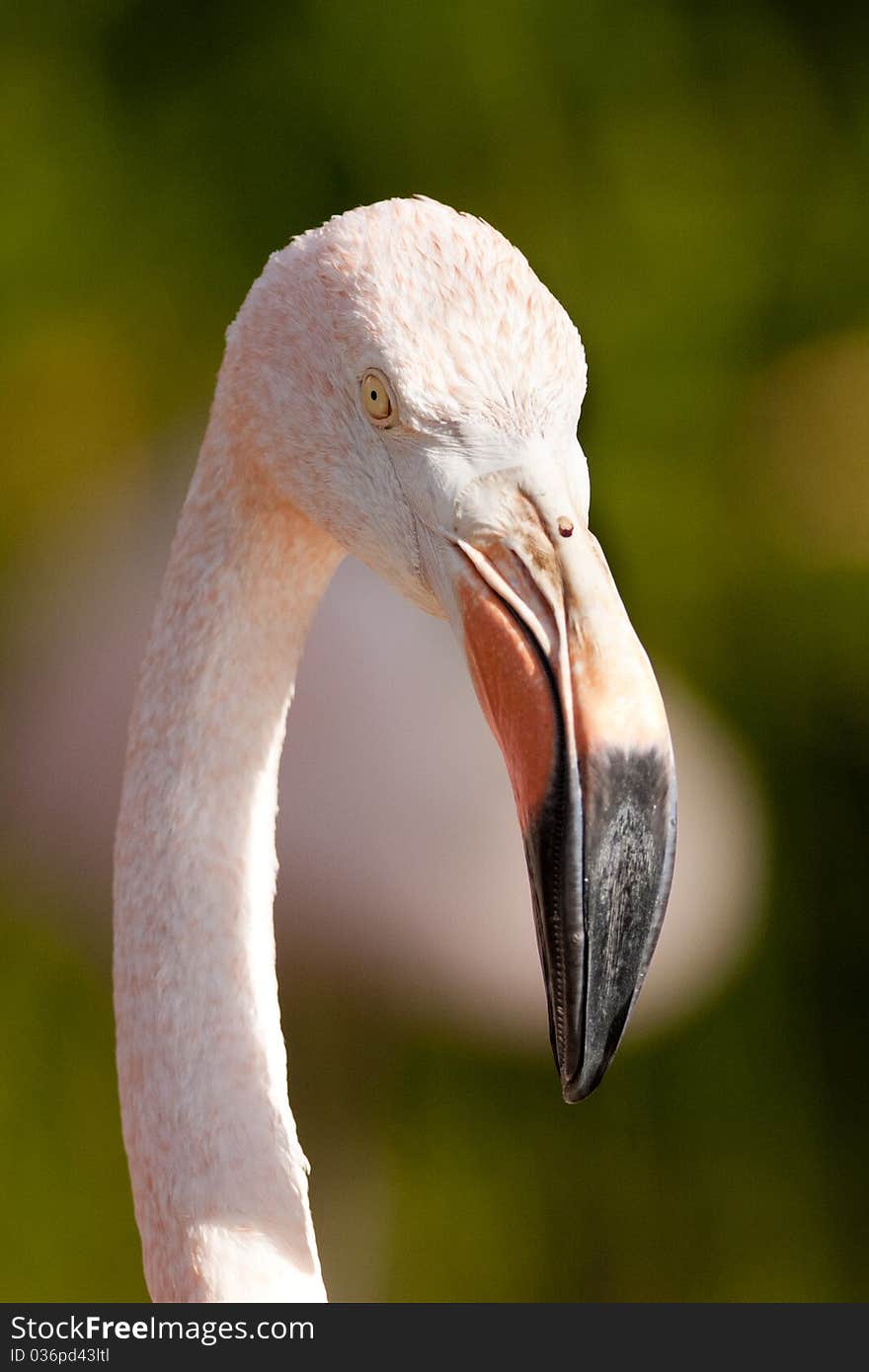 Chilean Flamongo Portrait