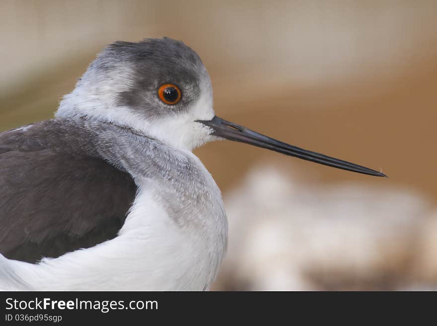 Black winged Stilt