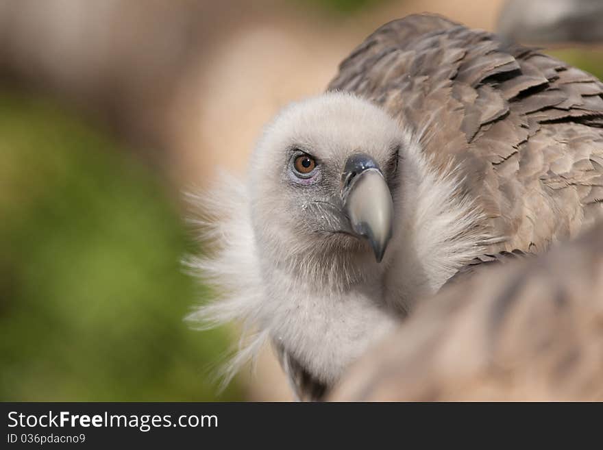 Griffon Vulture Portrait