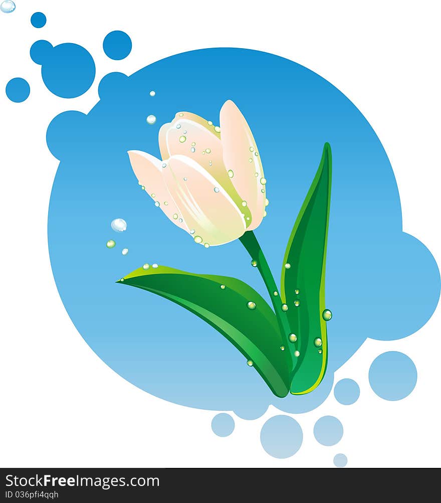 Illustration Of White Tulip