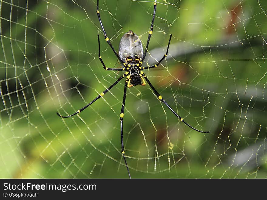 Golden Orb spider