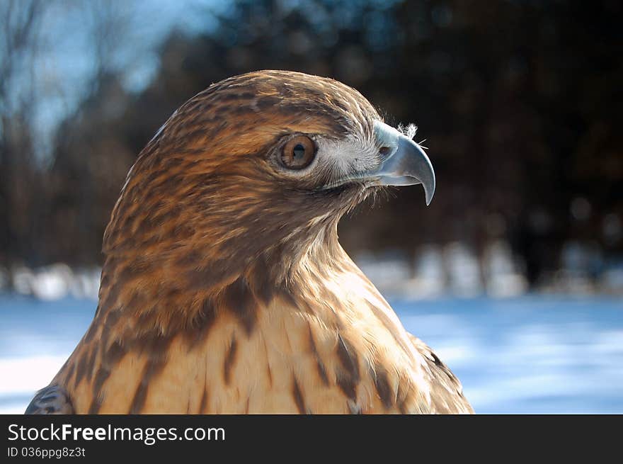 Red-Tailed Hawk in winter. Red-Tailed Hawk in winter.