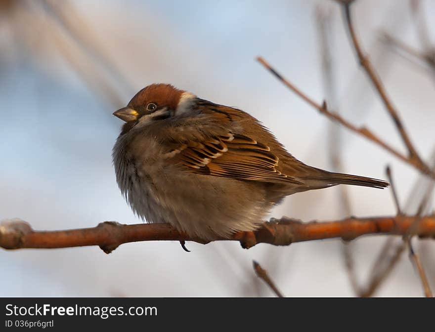 Portrait of a sparrow