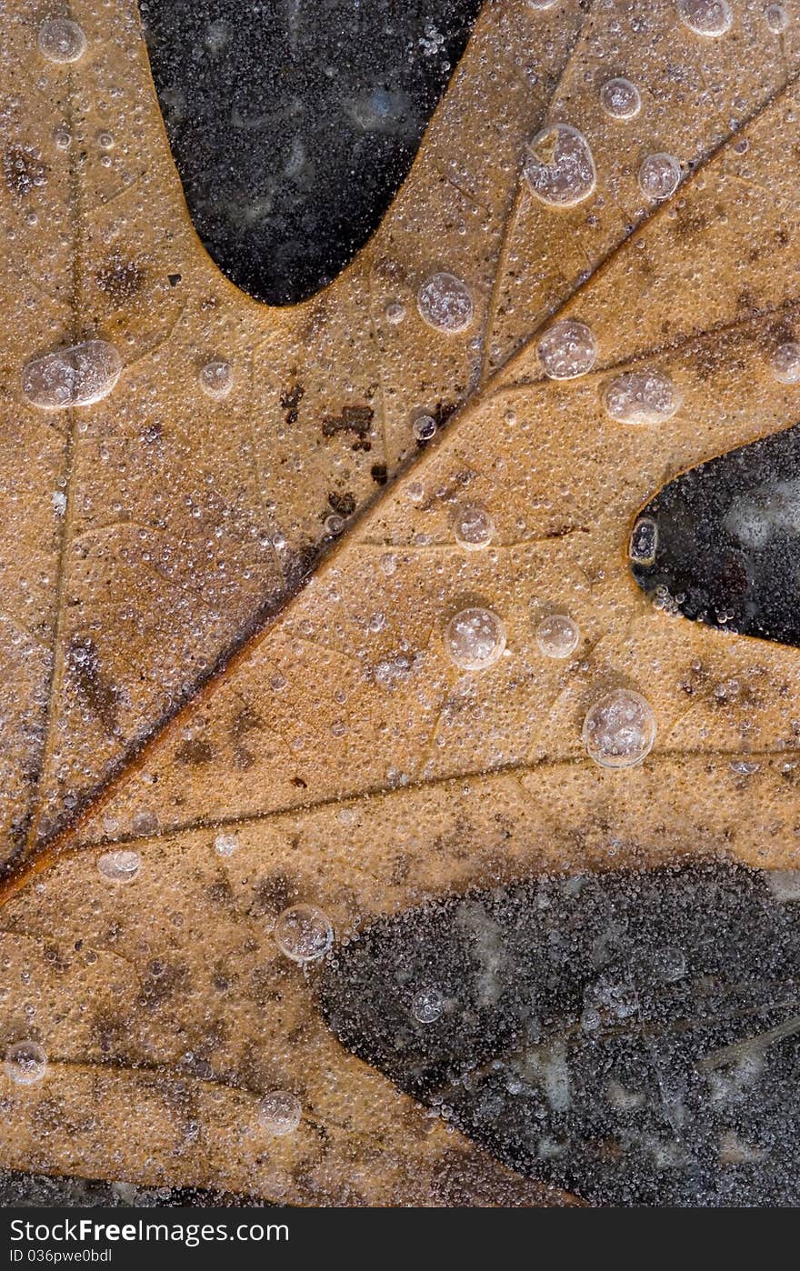 Dead oak leaf frozen on surface of a winter pond. Dead oak leaf frozen on surface of a winter pond