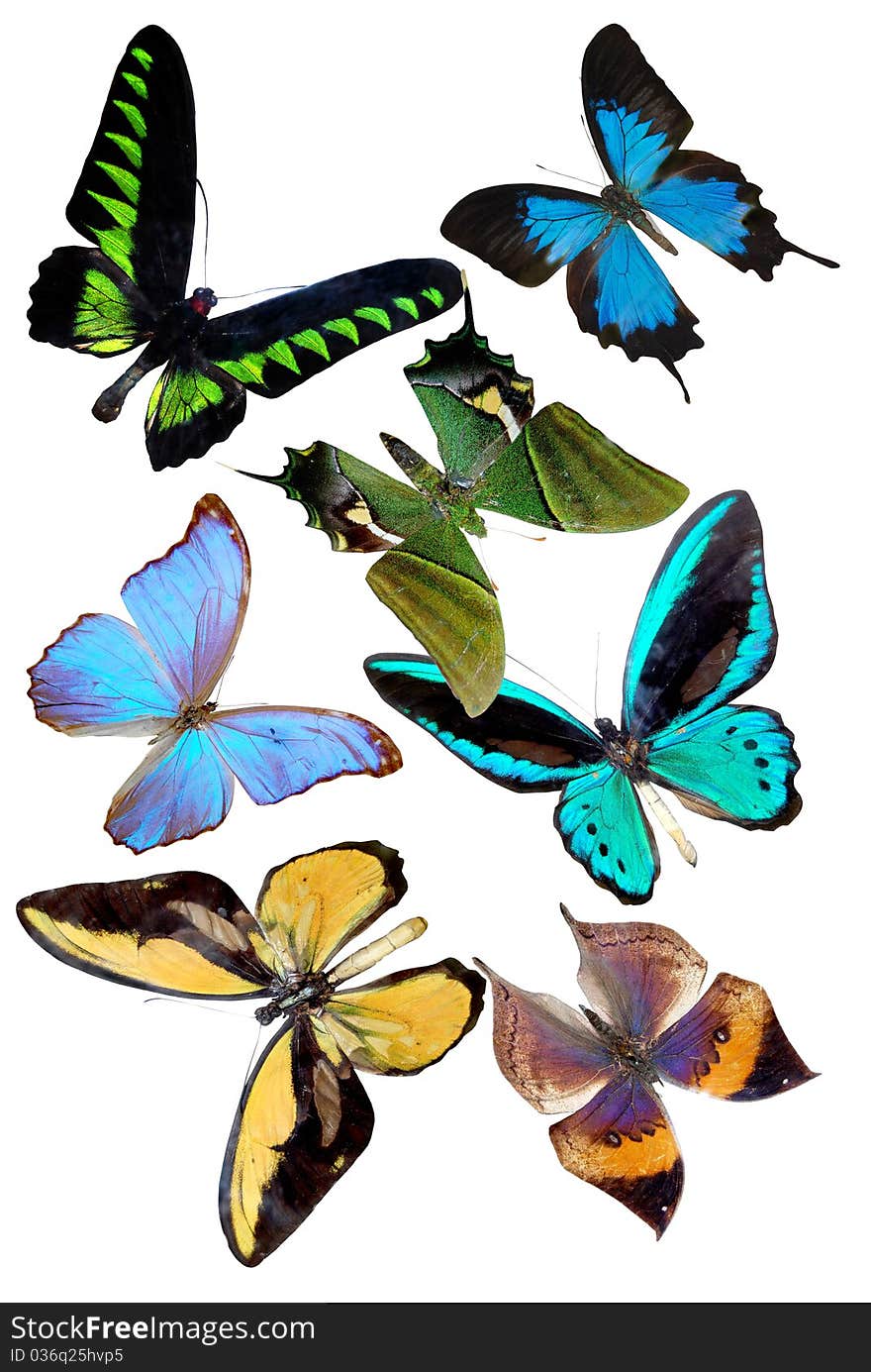 Several butterflies