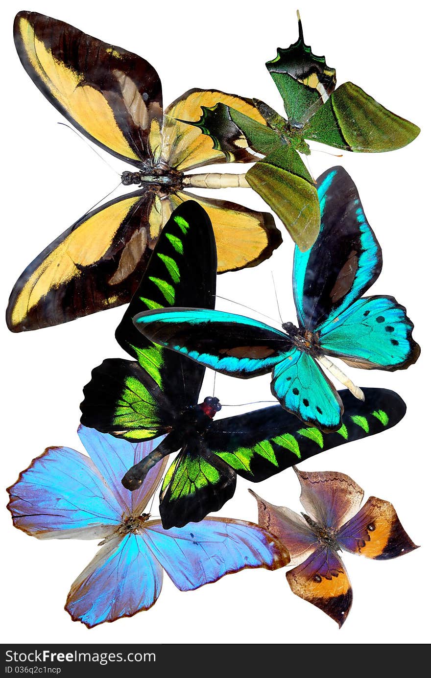 Several butterflies