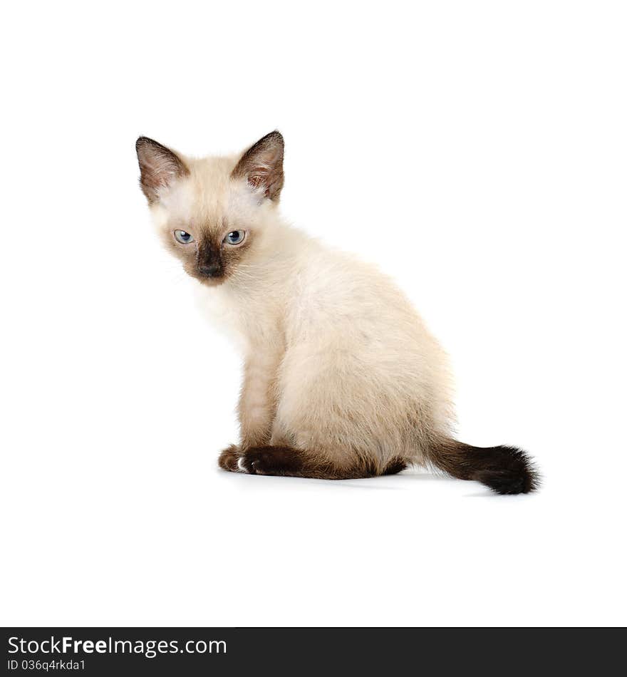 Funny playful siamese kitten on white background. Funny playful siamese kitten on white background