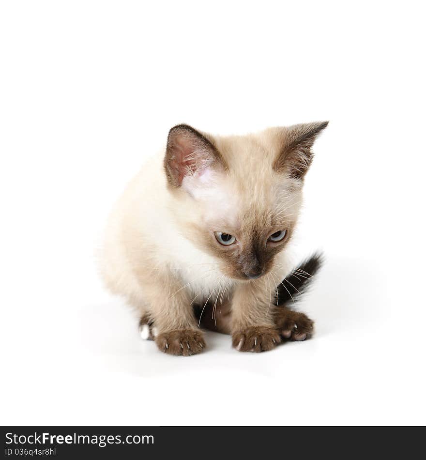 Funny playful siamese kitten on white background. Funny playful siamese kitten on white background