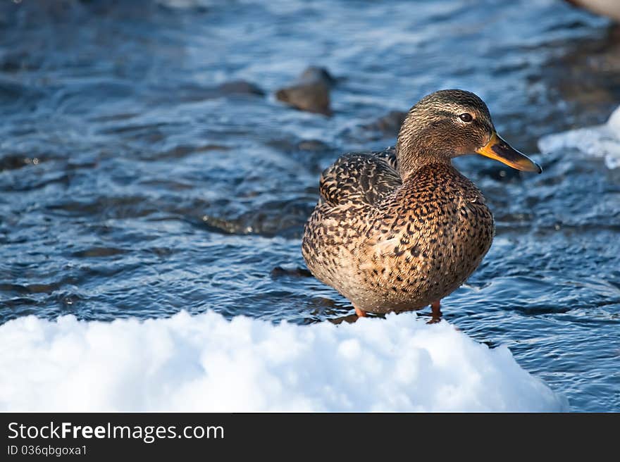 Grey duck in river winter sunny day