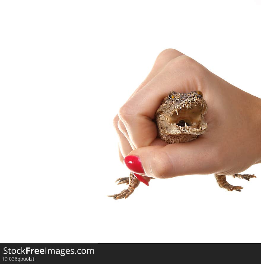 A small crocodile in the human hand close-up, white background