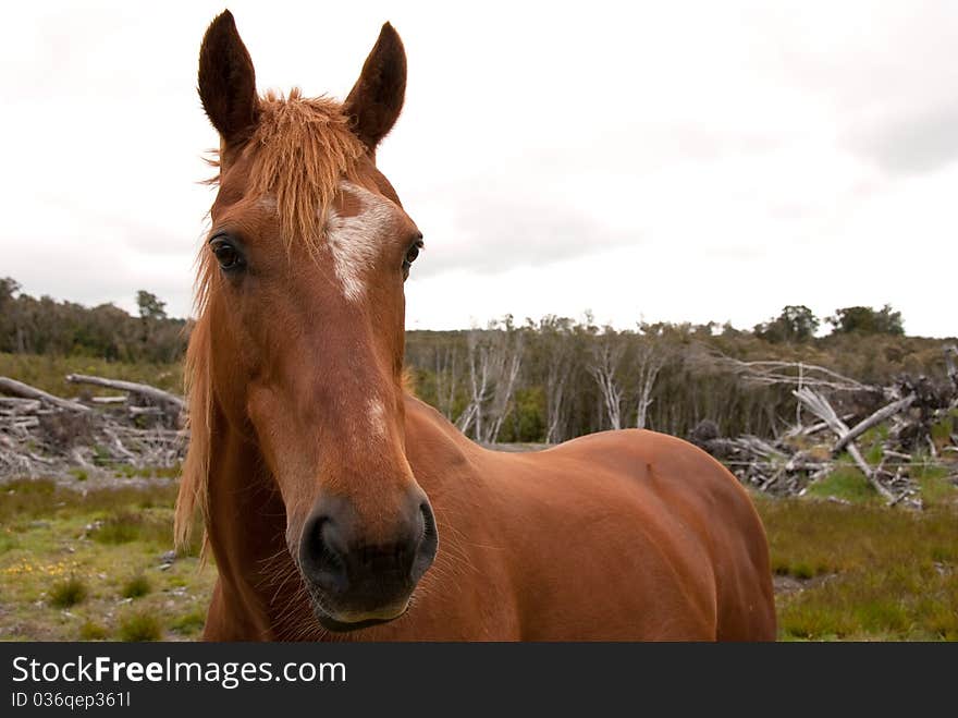 Tan brown horse in rough bush pastureland and scrub. Tan brown horse in rough bush pastureland and scrub