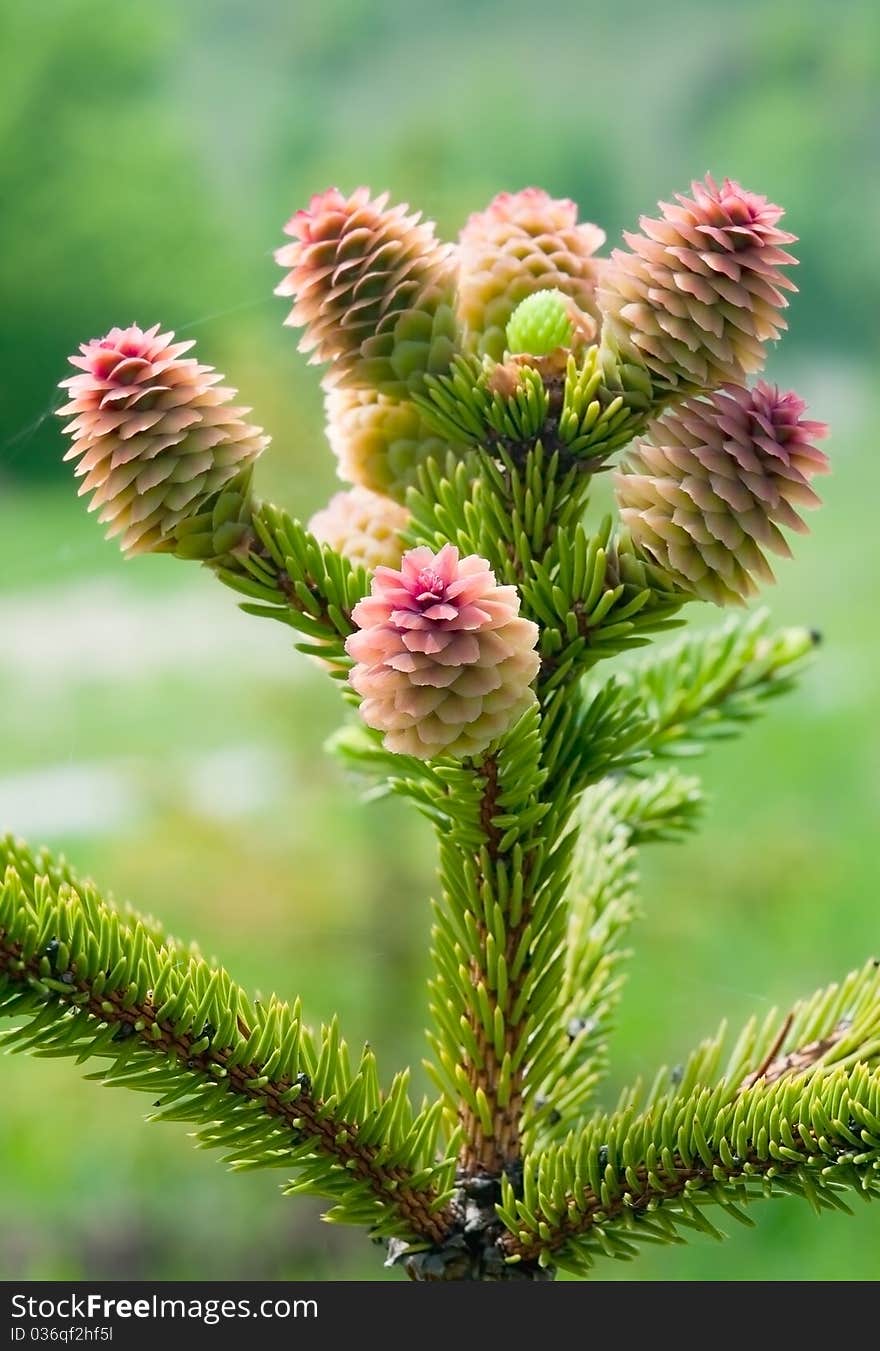 Young Spruce Cones