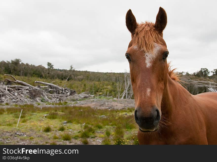 Tan brown horse in rough bush pastureland and scrub. Tan brown horse in rough bush pastureland and scrub