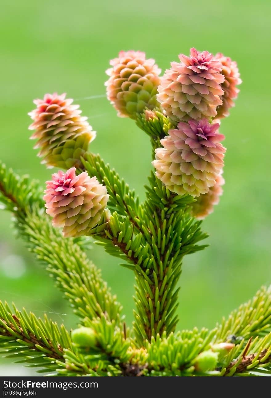 Young Spruce Cones