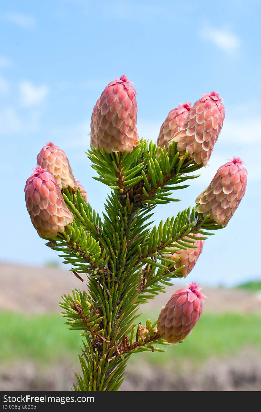 Young growing spruce cones on the branches. Young growing spruce cones on the branches