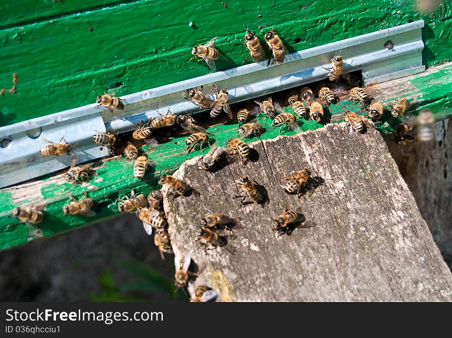 Bee family returns to the hive with honey. Bee family returns to the hive with honey