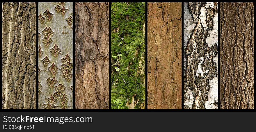 Barks of different trees on the black background. Barks of different trees on the black background