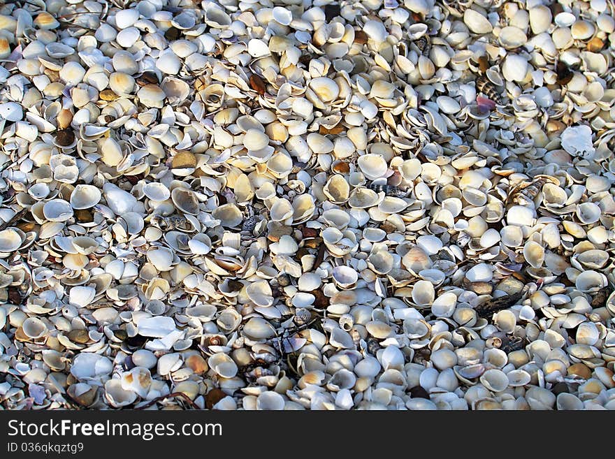 Background textures of hundreds of sea shells. Background textures of hundreds of sea shells.